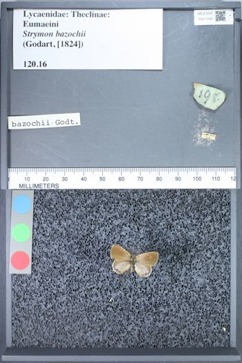 Media type: image;   Entomology 71045